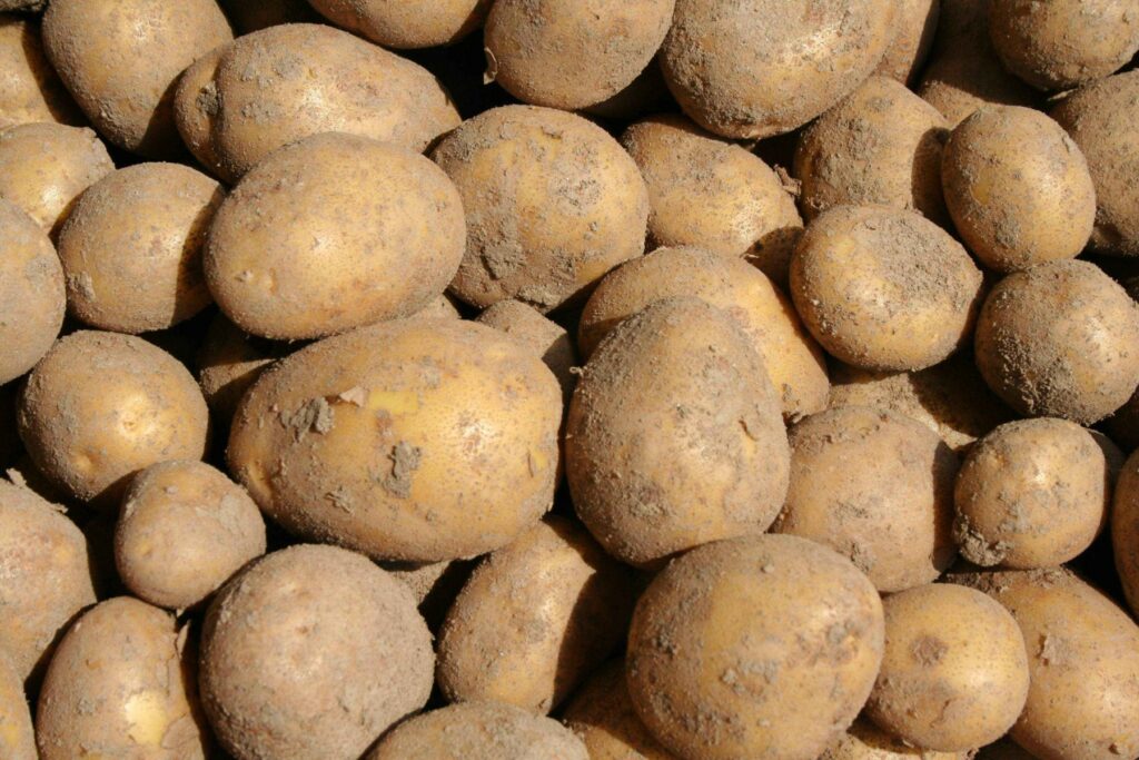 úroda brambor