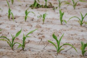 Kukuřice - suchá půda
