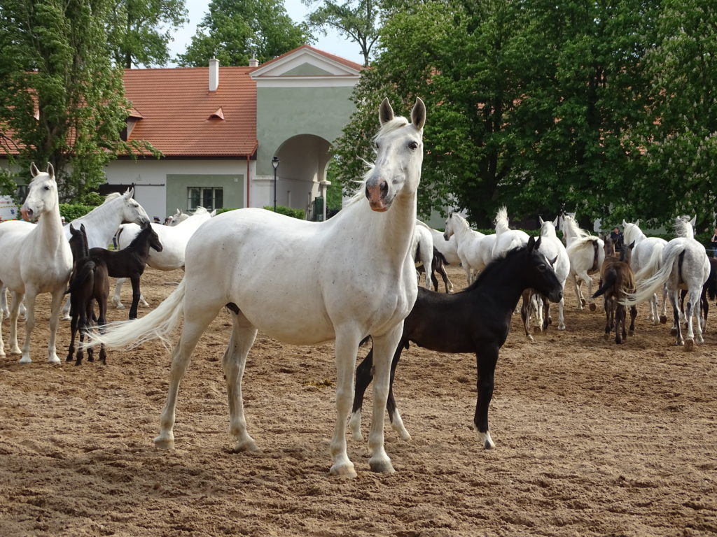 Národní hřebčín kladruby