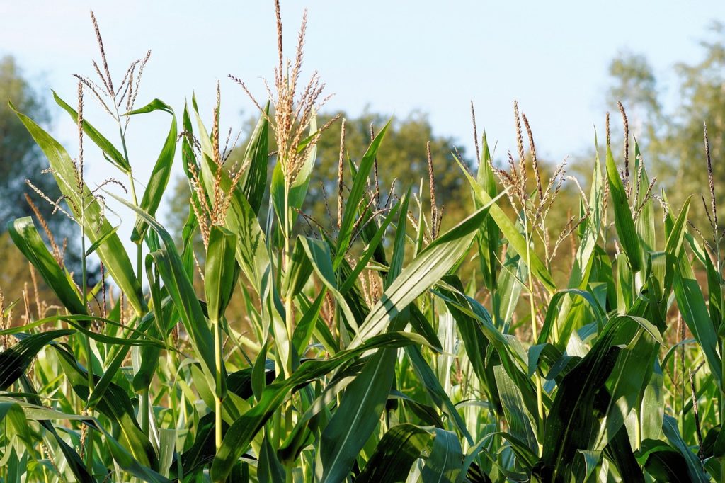 Kukuřice nacháhí uplatnění při výrobě bioplynu