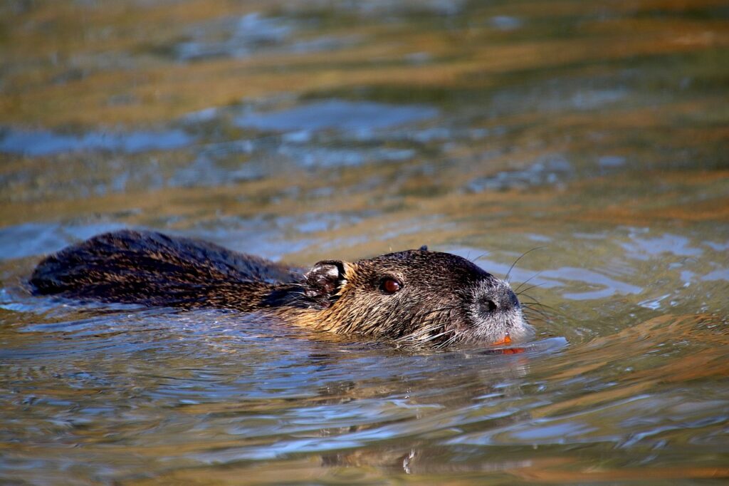 Nutrie