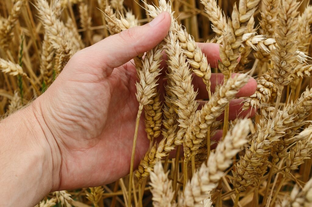 klady pšenice